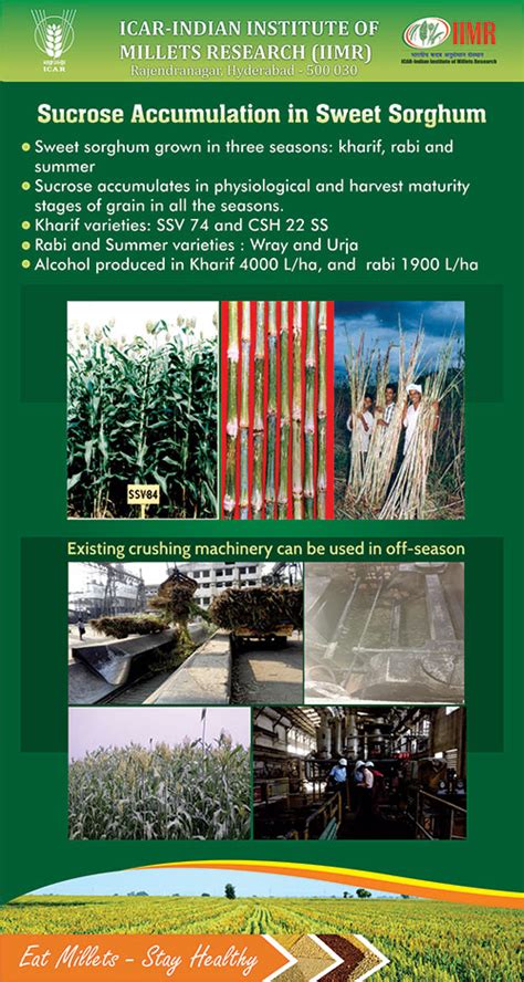 Indian Institute of Millets Research (IIMR)