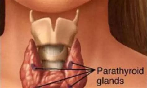 Emerging Imaging Technologies for Parathyroid Gland Identification and ...