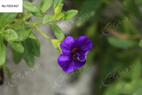 这种像喇叭的紫色小花叫什么名字？_百度知道