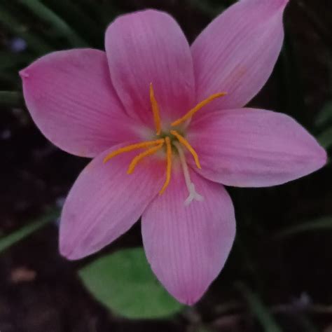 FELITI LOPA (Atafu) - Guesthouse Reviews & Photos - Tripadvisor