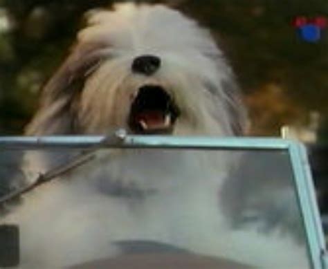 The Shaggy Dog (1994)