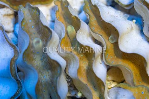 The Gentle Giant: Tridacnid Gigas Clam - Quality Marine