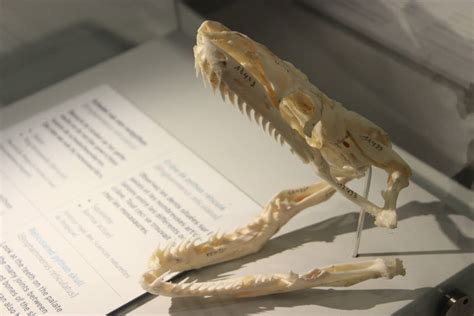 Image result for Reticulated Python Skull