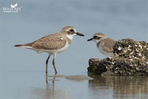 Greater Sand Plover | Plovers | Plovers & Lapwings (Charadriidae ...