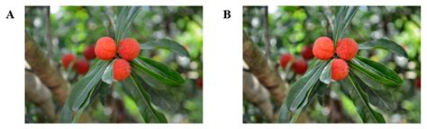 Image-Based Detection of Chinese Bayberry (Myrica rubra) Maturity Using ...
