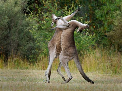 Kangaroo