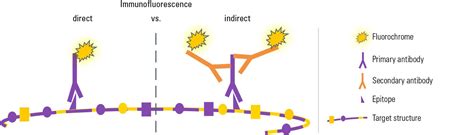 Wie Sie Gewebeproben für die Immunfluoreszenz-Mikroskopie vorbereiten ...