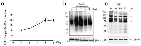α-1,6-Fucosyltransferase Is Essential for Myogenesis in Zebrafish