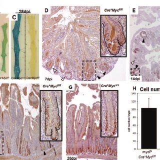 Image result for Crypt Frequency Analysis