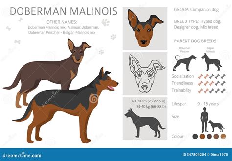Doberman Malinois Clipart. Belgian Malinois Doberman Pinscher Mix Stock ...