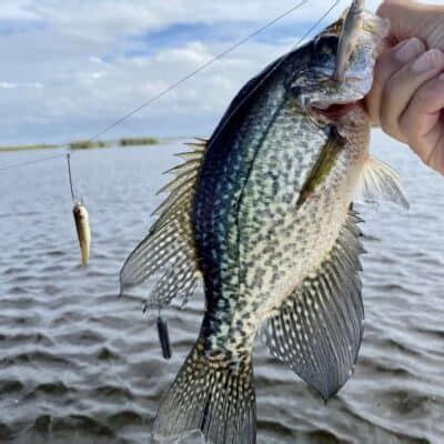 Image result for Catching Shiners with a Cast Net