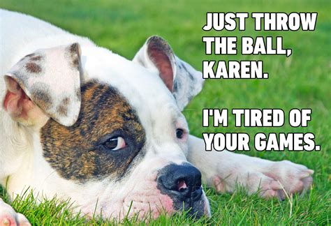 Hilarious Dog Memes You'll Laugh at Every Time | Reader's Digest