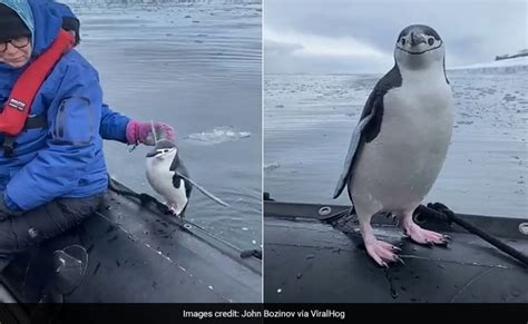 समुद्र की सैर कर रहे थे Tourist, अचानक पानी से निकलर बोट पर आ गई अकेली ...