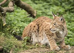 Image result for Cute Baby Bobcats