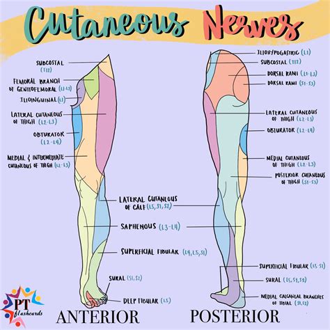 Lower Extremity Peripheral Nerve Distribution
