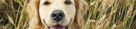 How Wheat Is Used in Our Dog Foods - IAMS