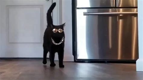 Cat Runway 的图像结果