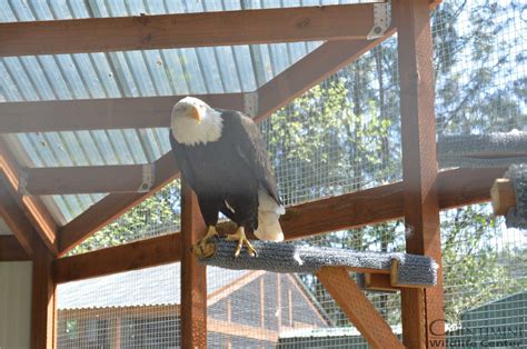 Chintimini Wildlife Center - Chintimini Wildlife Center