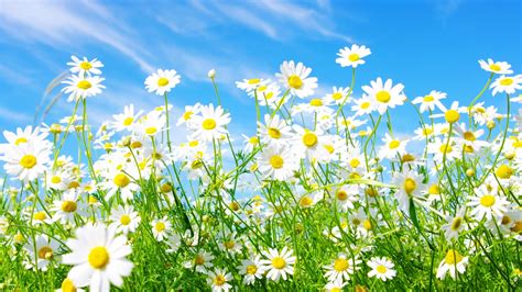 Image result for Free Desktop Backgrounds for Windows 10 Spring