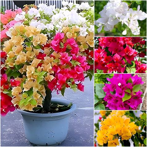 Indian Bougainvillea dwarf hybrid live plant Pack of 1 : Amazon.in ...