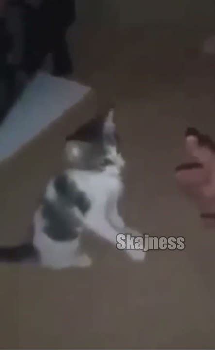 Image result for Kitty Explodes