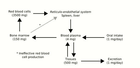 HFE Hereditary Haemochromatosis | Encyclopedia MDPI