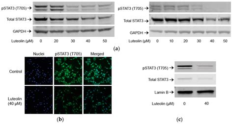 Luteolin-Mediated Inhibition of Hepatic Stellate Cell Activation via ...