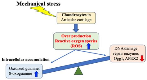 Effects of Mechanical Stress on Bone and Cartilage Metabolism: How ...