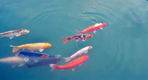 梦见鱼是什么意思 - 梦见鱼5种征兆要发财 - 梦见鱼在水里游