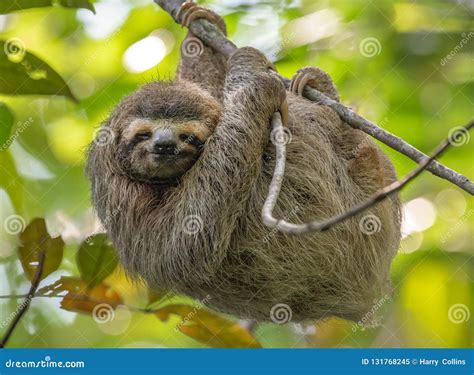 Sloth in Costa Rica stock image. Image of travel, primate - 131768245