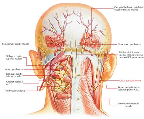 Great Auricular Nerve – Earth's Lab