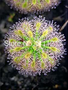 70 Pcsdrosera Peltata Garden, Balcony Carnivorousdisc Sundew Flores ...