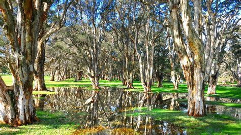 Swamp Screen Frame 的图像结果