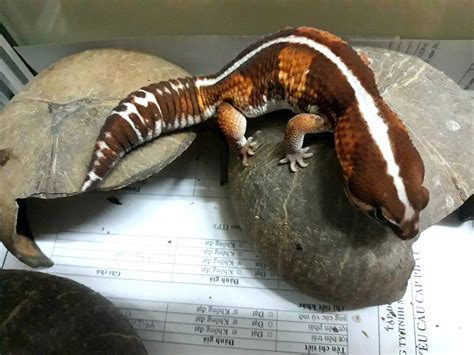 26 African Fat-Tailed Gecko Morphs & Colors (with Pictures)