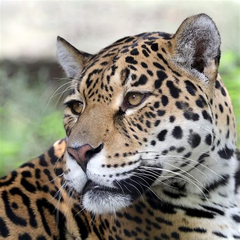 Jaguar | Rainforest Animals