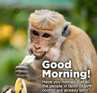 Image result for Funny Good Morning Monkey