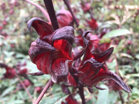 Flor de Jamaica - Industria Agroecologica Tocache S.A.C
