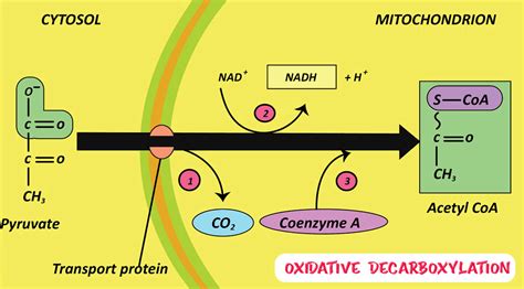Life Processes - 2 Chapter Notes - Science Class 10 PDF Download