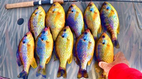 Image result for What Is a Shellcracker Fish