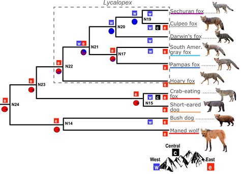 Darwin's Foxes Are Much Cooler Than His Finches - Big Think