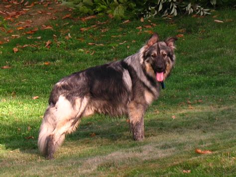 Extreme Dog Breeds: American Alsatian