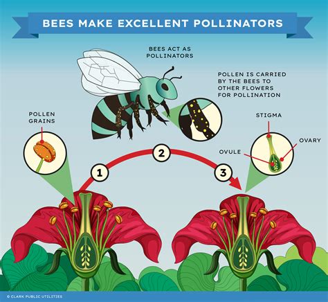 Pollination Cycle Diagram