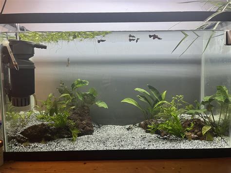 here’s my 30 gallon tall, 5 male guppy’s, 2 dwarf gouramis. any advice ...