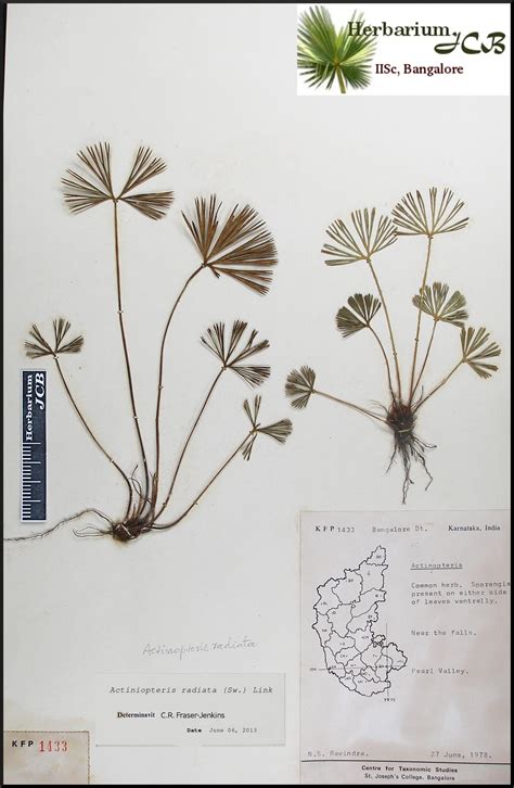 Herbarium JCB