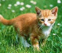 Image result for Crazy Cute Kittens