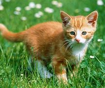 Image result for Pics of Kittens