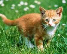 Image result for Kittens and Roses
