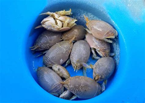What Do Sand Fleas Taste Like - Corrie Cooks