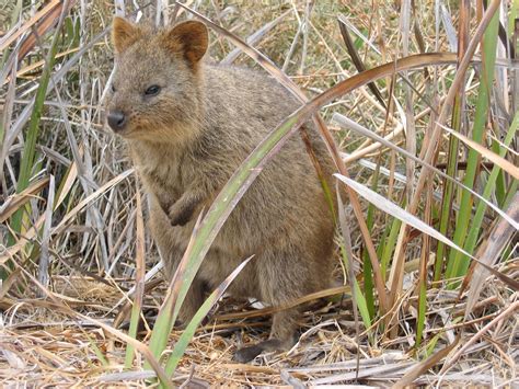 Quokka Habitat Map ThreatenedThursday: Quokka | The Foundation For