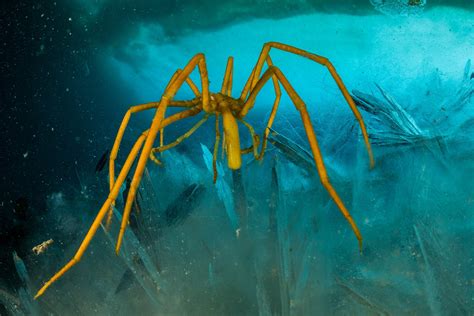 Image result for Vector Pattern Generator